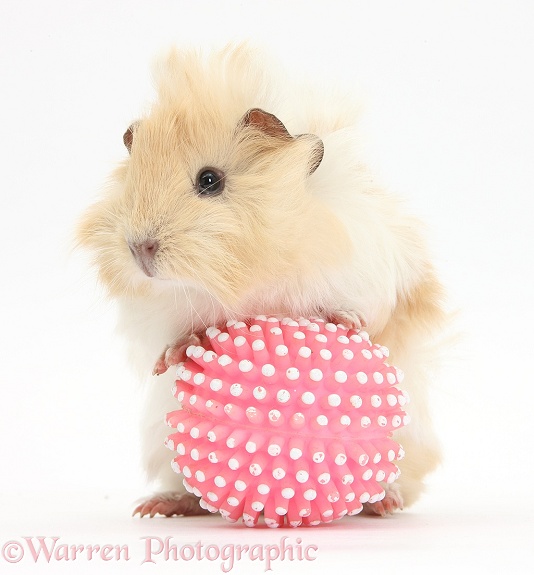 Young cinnamon-and-white Guinea pig with ball, white background