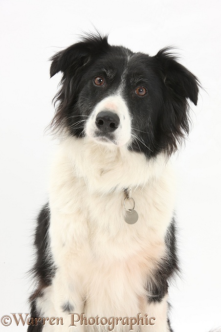 Black-and-white Border Collie bitch, Phoebe, wearing collar and name tag, white background