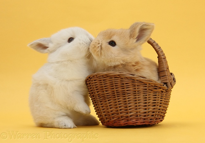 Cute young Sandy and white rabbits kissing in wicker basket on yellow background