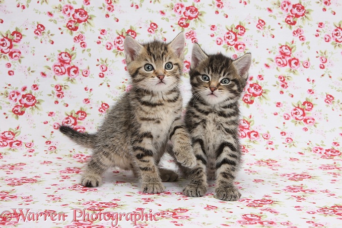 Two cute tabby kittens, Stanley and Fosset, 6 weeks old, on flowery background