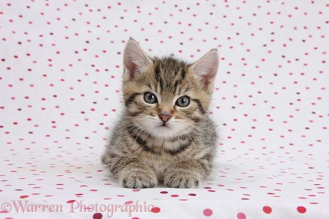Cute tabby kitten, Stanley, 7 weeks old, on polka dot background