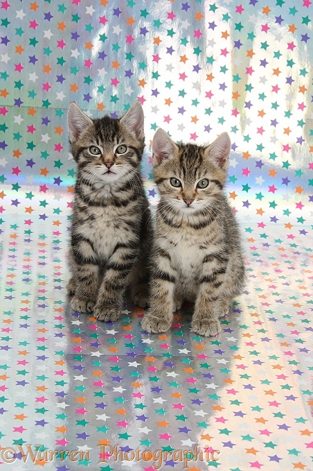 Cute tabby kittens, Stanley and Fosset, 9 weeks old, sitting on starry background