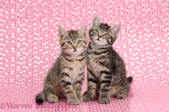 Cute tabby kittens, Stanley and Fosset, 9 weeks old, sitting on pink starry background