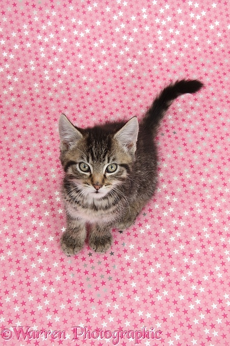 Cute tabby kitten, Fosset, 9 weeks old, sitting on pink starry background and looking up