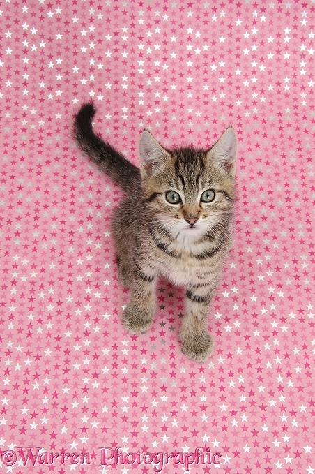 Cute tabby kitten, Stanley, 9 weeks old, sitting on pink starry background and looking up