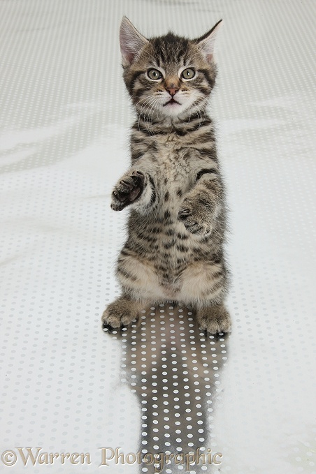 Cute tabby kitten, Fosset, 9 weeks old, standing up on silver spotty background