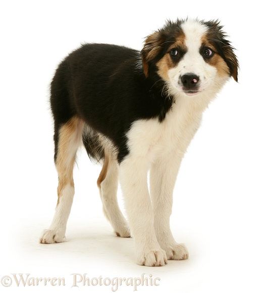 Frightened looking Border Collie pup, white background