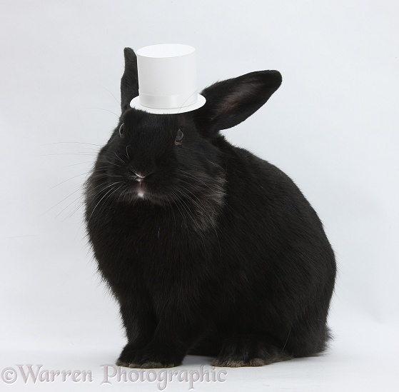 Black rabbit wearing a white top hat, white background