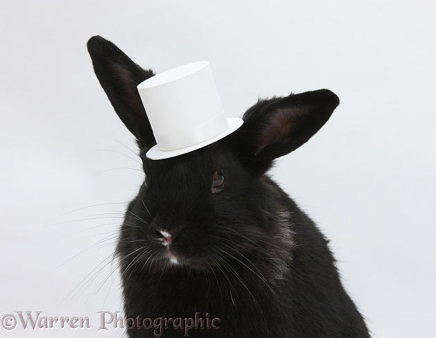 Black rabbit wearing a white top hat, white background