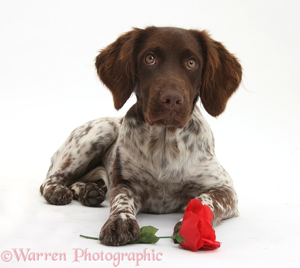 Munsterlander, Helena, 5 months old, with a red rose, white background