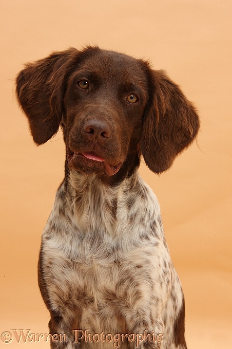 Munsterlander, Helena, 5 months old