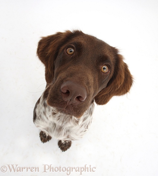 Munsterlander, Helena, 5 months old, sitting and looking up, white background