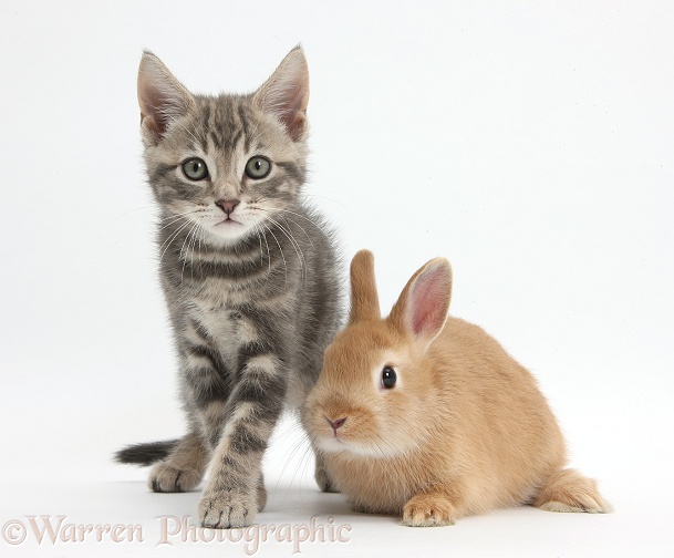 Tabby kitten, Max, 9 weeks old, with baby Netherland Dwarf rabbit, white background