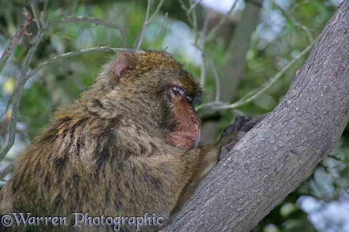 Gibraltar Barbary Macaque (Macaca sylvanus)