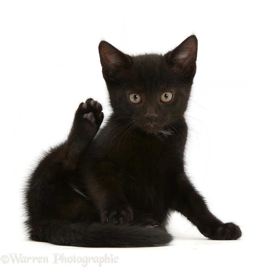 Black male kitten, Buxie, 9 weeks old, white background