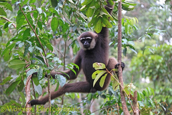 Bornean white-bearded gibbon, (Hylobates albibarbis).  South west Borneo