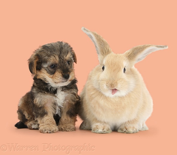 Yorkipoo pup, 6 weeks old, and sandy rabbit with sticking out tongue, white background
