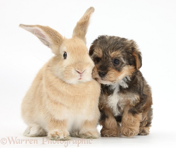 Yorkipoo pup, 6 weeks old, with sandy rabbit, white background