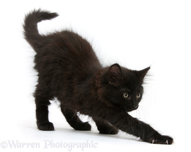 Fluffy black kitten, 9 weeks old, stretching, white background