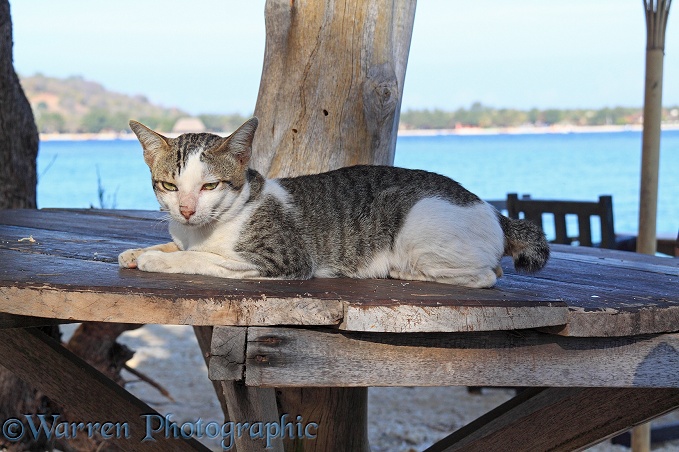 Knob-tailed cat on a beach-side table.  Gili Islands, Lombok, Indonesia