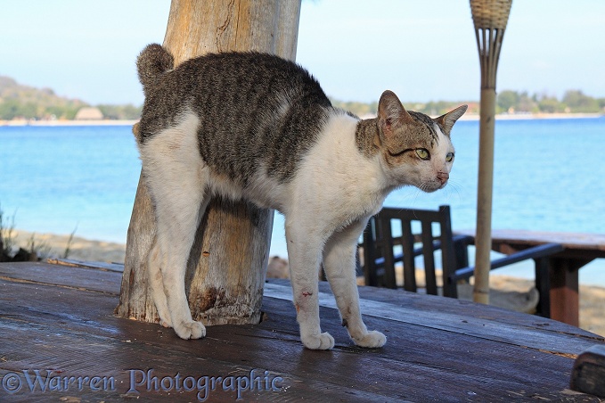 Knob-tailed cat arching his back and rubbing on a beach-side table.  Gili Islands, Lombok, Indonesia