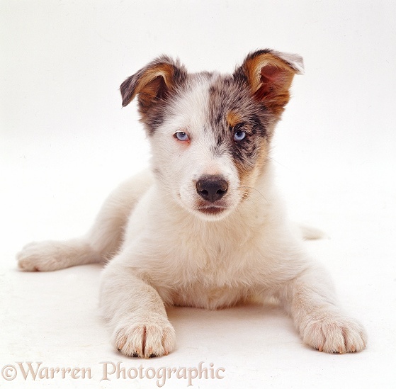 Characterful mutt puppy, white background