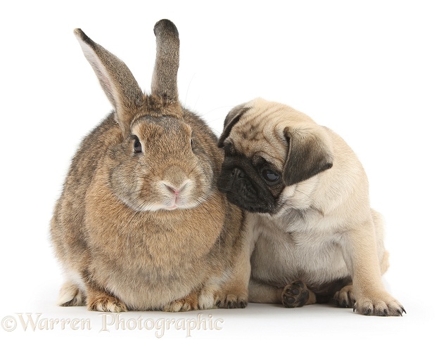 Fawn Pug pup, 8 weeks old, and agouti rabbit, white background