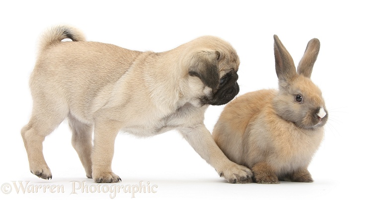 Fawn Pug pup, 8 weeks old, and young rabbit, white background