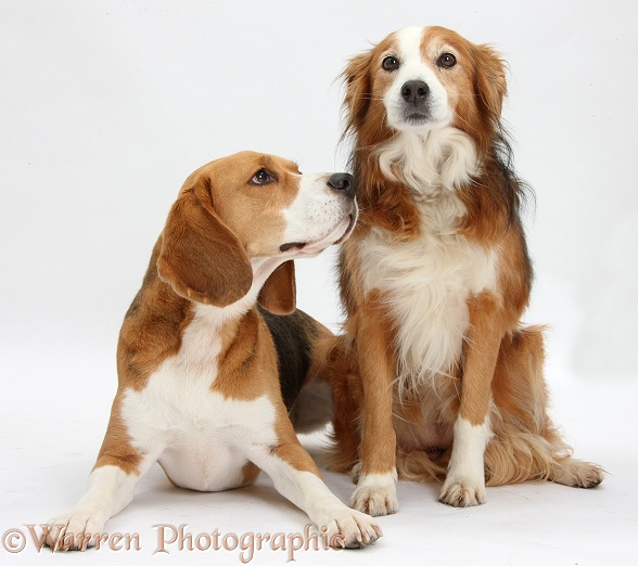 Beagle dog, Bruce, with Sable Border Collie bitch, Lollipop, white background