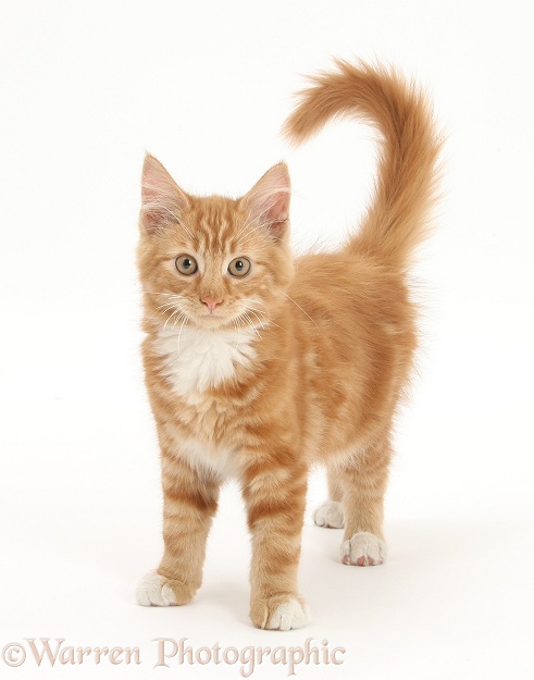 Ginger kitten, Butch, 3 months old, standing, white background
