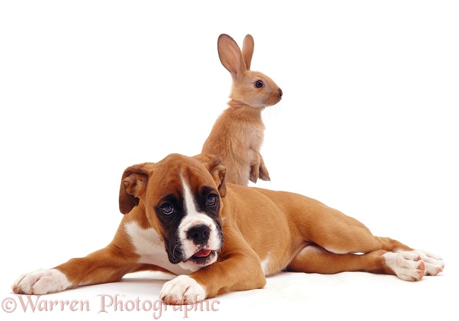 Boxer pup, Cleo, 11 weeks old, lying with young sooty fawn rabbit standing and looking over, white background