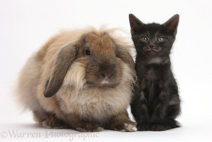 Black kitten and comical Lionhead-Lop rabbit, white background