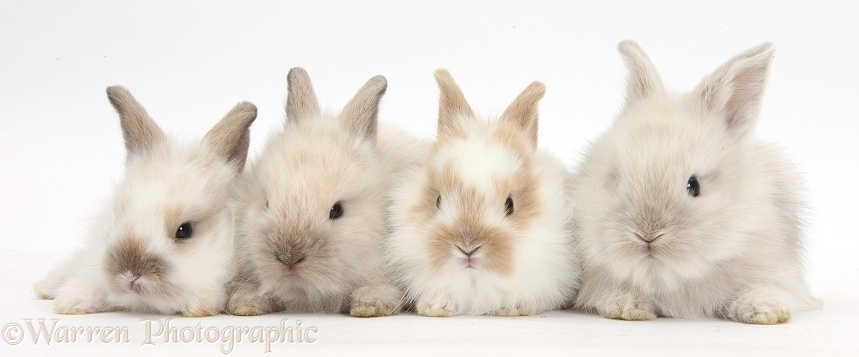 Four baby Lionhead x Lop bunnies in a row, white background
