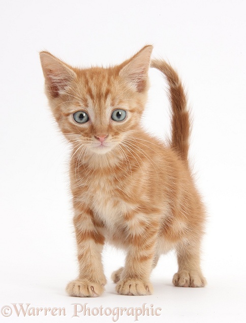 Ginger kitten, 5 weeks old, standing, white background