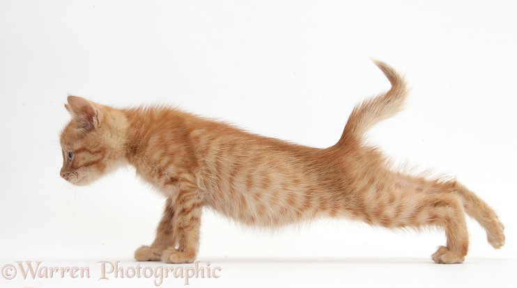 Ginger kitten, 5 weeks old, stretching, white background
