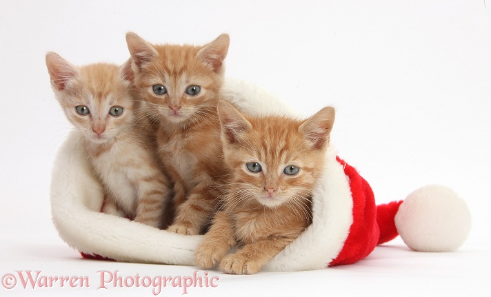 Three ginger kittens, 5 weeks old, in a Father Christmas hat, white background