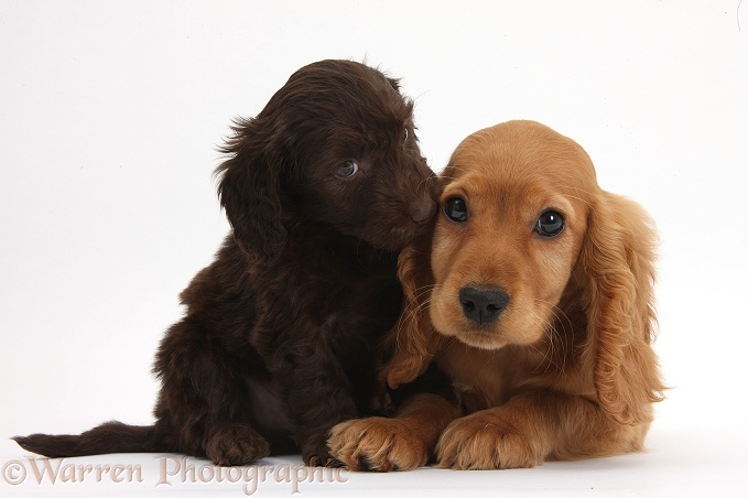 Cute chocolate Daxiedoodle puppy and Golden Cocker Spaniel puppy, Maizy, white background