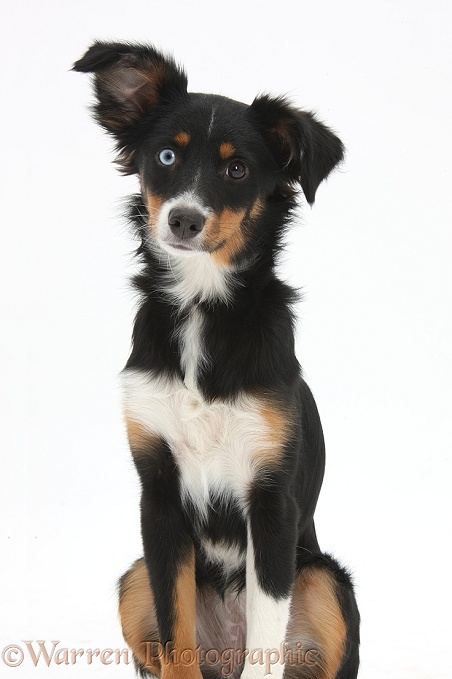 Odd-eyed tricolour Miniature American Shepherd bitch, Miley, 6 months old, sitting, with one ear cocked, white background