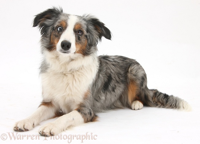 Tricolour merle Miniature American Shepherd bitch, Yana, 16 months old, lying with head up, white background