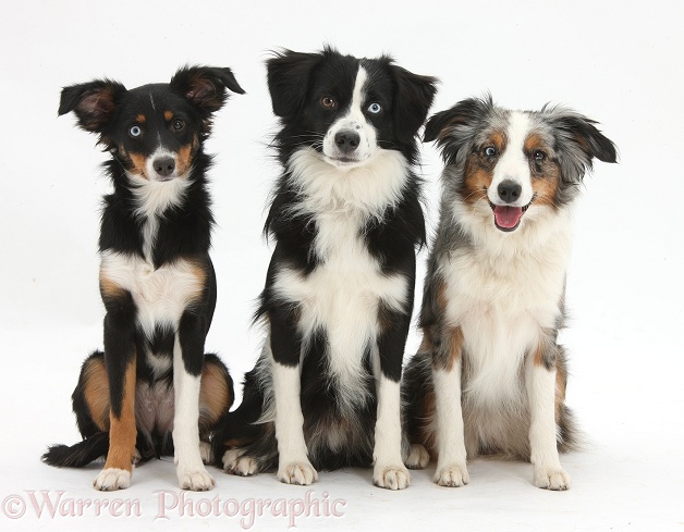 Miniature American Shepherds: Tricolour bitch, Miley, 6 months old, with black-and-white dog, Mac, 19 months old, and tricolour merle bitch, Yana, 16 months old, white background