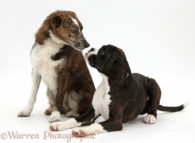 Boxer pup, Bella, 4 months old, nose to nose with adult mongrel dog, Brec, 5 years old, white background