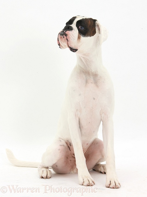 Brown-and-white Boxer dog, Zorro, 2 years old, white background