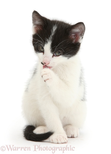 Black-and-white kitten, 6 weeks old, licking a paw, white background
