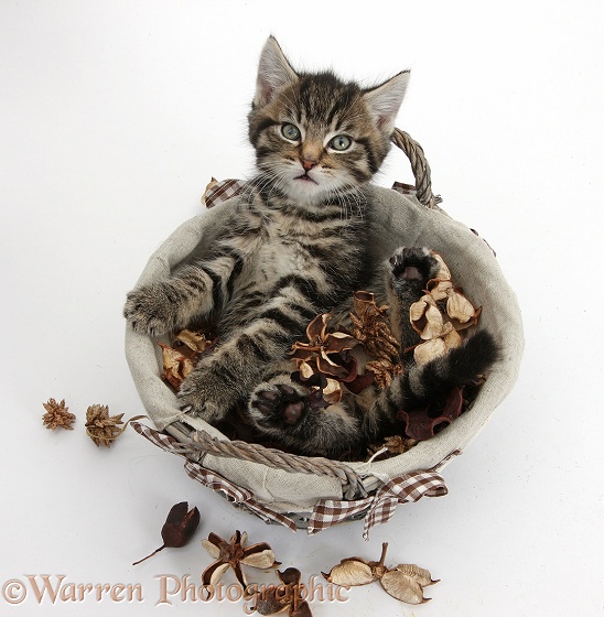 Cute playful tabby kitten, Fosset, 7 weeks old, playing in a basket of potpourri, white background