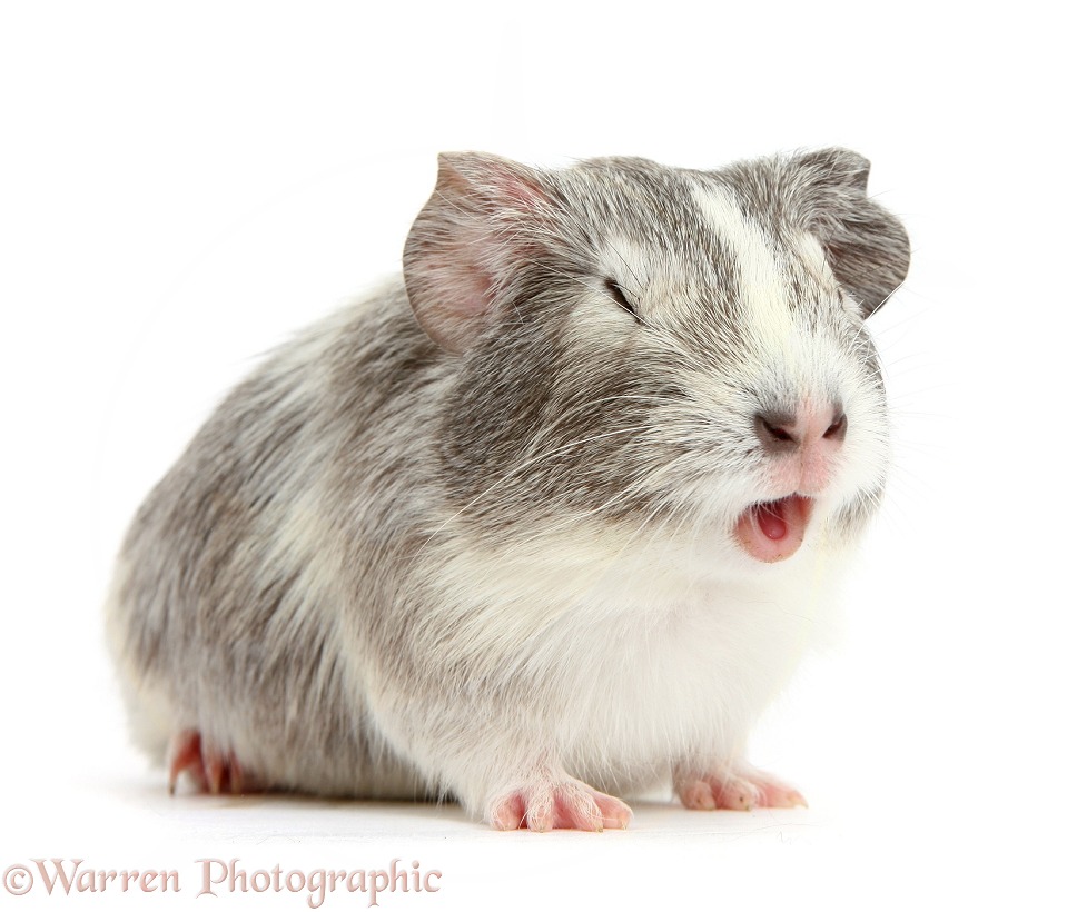 Silver-and-white Guinea pig squeaking, white background