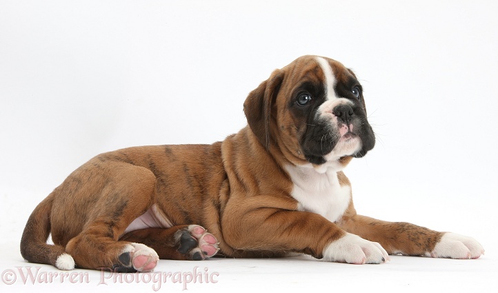 Cute Boxer puppy lying with head up, white background