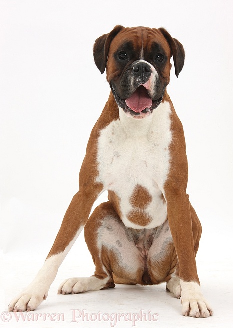 Red-and-white Boxer bitch Poppy, 18 months old, sitting, white background