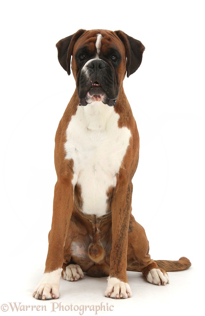 Light brindle Boxer dog, Quincy, 2 years old, sitting, white background