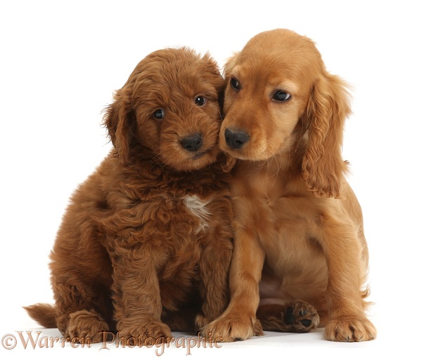 Puppy love - Golden Cocker Spaniel puppy, Maizy, snuggling up to a red F1b Goldendoodle puppy, white background
