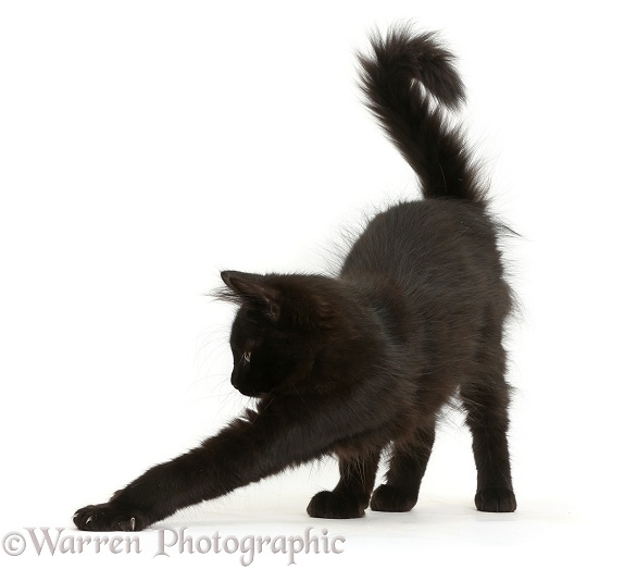 Fluffy black kitten, 12 weeks old, stretching, white background